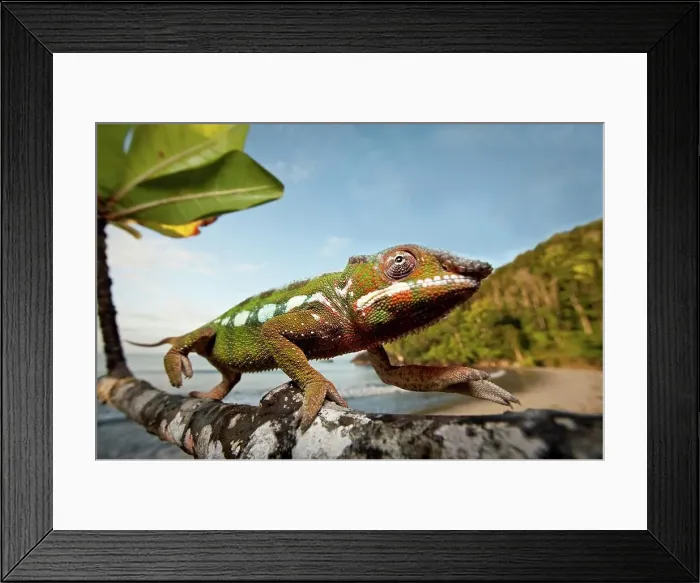 Framed Print : Male Panther chameleon (Furcifer pardalis) stalking prey in beach side vegetation Framed Print : Male Panther chameleon (Furcifer pardalis) stalking prey in beach side vegetation