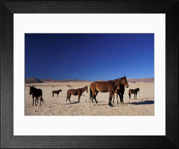Framed Print : Wild Horses in desert near Aus. Namibia