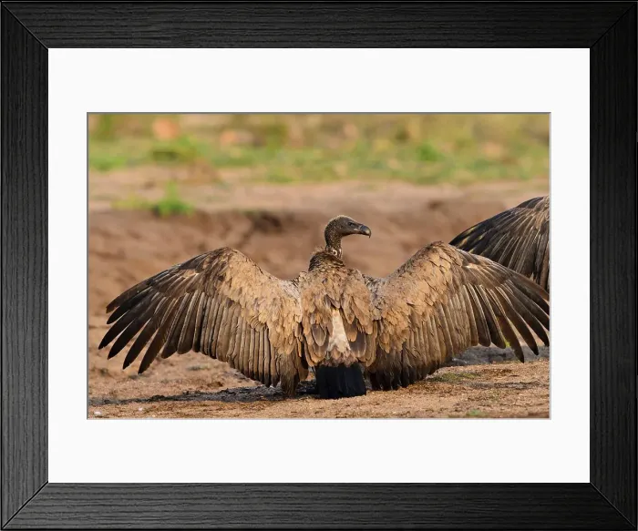 Framed Print : Timbavati Game Reserve. Limpopo Province