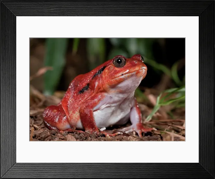 Framed Print : Close-up of a Tomato frog (Dyscophis antongilii) in marsh habitat Framed Print : Close-up of a Tomato frog (Dyscophis antongilii) in marsh habitat