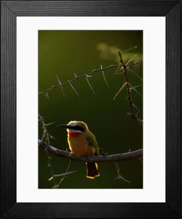 Framed Print : Whitefronted Bee-eater (Merops bullockoides) on a branch Framed Print : Whitefronted Bee-eater (Merops bullockoides) on a branch