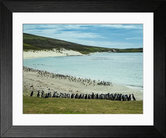 Framed Print : Carcass Islands Chloephaga Hybrida Climate Change Framed Print : Carcass Islands Chloephaga Hybrida Climate Change