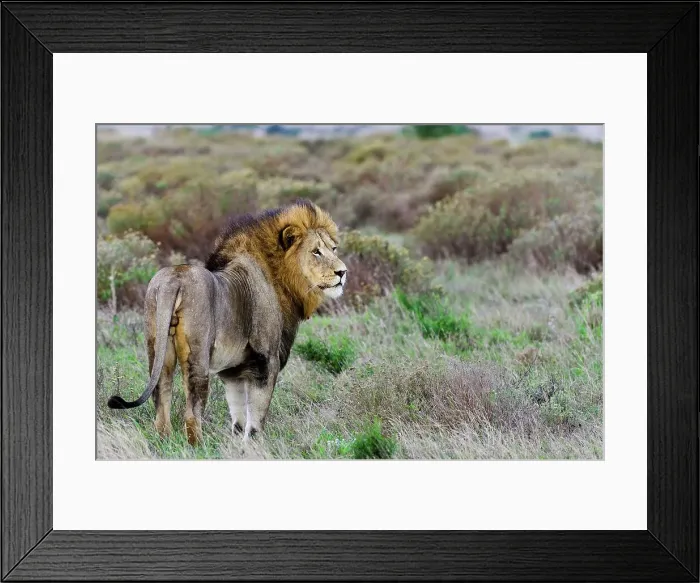 Framed Print : Lion (Panthera leo). Phinda / Munyawana / Zuka Game Reserve Framed Print : Lion (Panthera leo). Phinda / Munyawana / Zuka Game Reserve