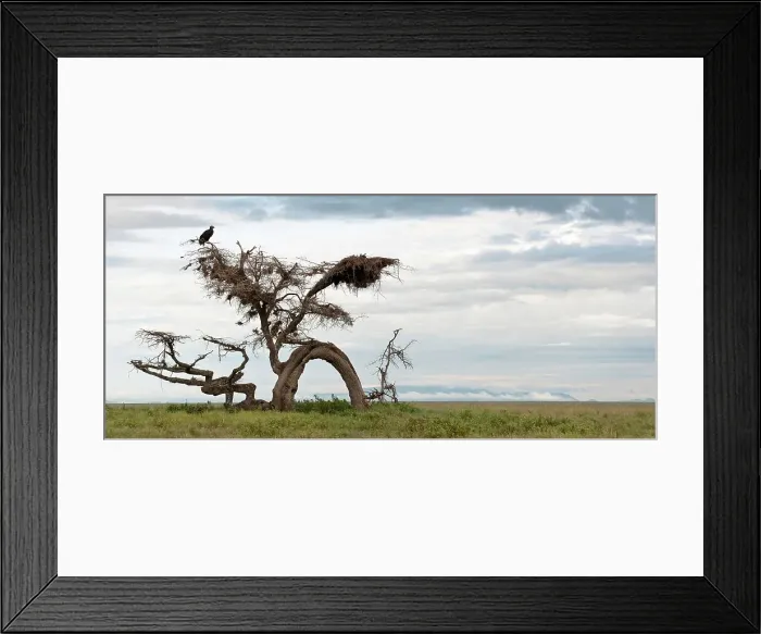 Framed Print : Lappet-Faced vulture (Gyps tracheliotus) perching on a Gnarled tree