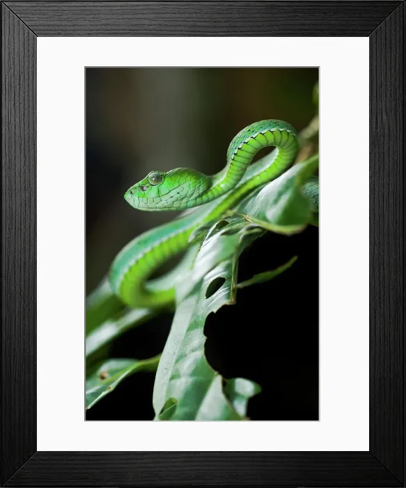 Framed Print : Pope's Tree viper (Trimeresurus popeorum) in forest Framed Print : Pope's Tree viper (Trimeresurus popeorum) in forest