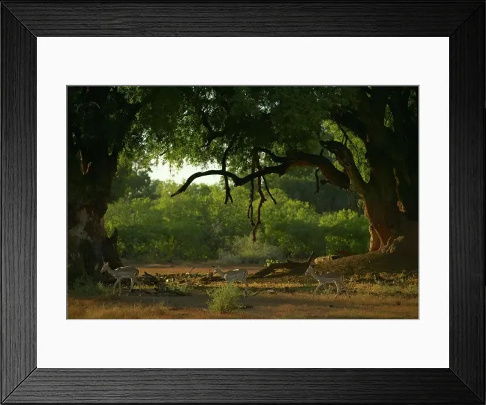 Framed Print : Impala (Aepyceros melampus melampus) herd beneath a Nyala Tree or Mashatu tree (Xanthocercis zambeziaca)