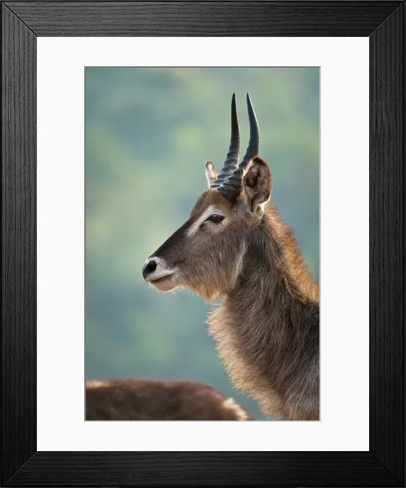 Framed Print : Waterbuck (Kobus ellipsiprymnus) herd
