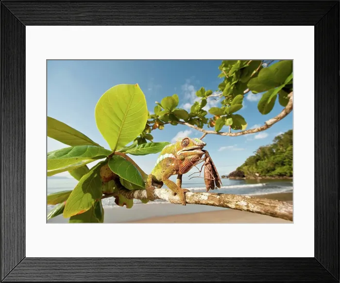 Framed Print : Male Panther chameleon (Furcifer pardalis) eating Praying mantis (Mantis religiosa)