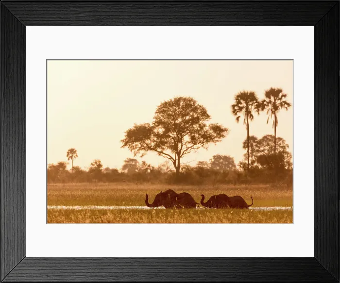 Framed Print : African bush elephant (Loxodonta africana) crossing a channel Framed Print : African bush elephant (Loxodonta africana) crossing a channel