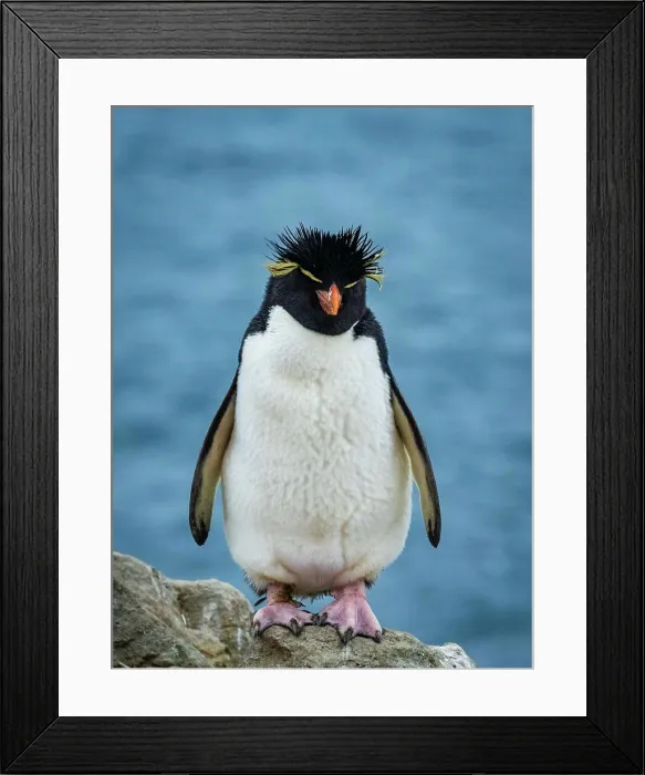 Framed Print : Rockhopper Penguin (Eudyptes chrysocome) Portrait on New Island, Falkland Islands