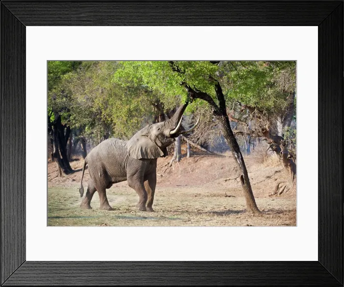 Framed Print : Adult bull African elephant (Loxodonta africana) feeding on foliage on the banks of the Luangwa River