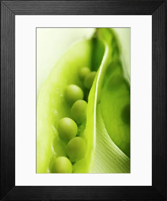 Framed Print : Snowpeas. Close up of snowpeas in open pod Framed Print : Snowpeas. Close up of snowpeas in open pod