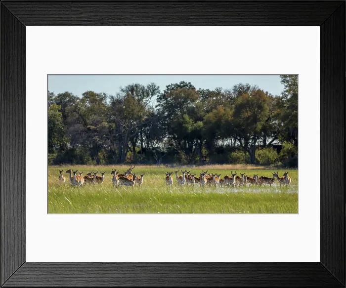 Framed Print : Red lechwe (Kobus leche leche)