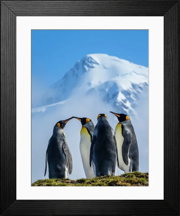 Framed Print : Antarctica Aptenodytes Patagonicus Climate Change Framed Print : Antarctica Aptenodytes Patagonicus Climate Change