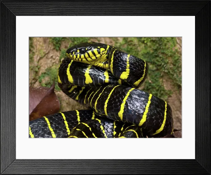 Framed Print : Yellow-Ringed Cat snake (Boiga dendrophilia) in threat posture Framed Print : Yellow-Ringed Cat snake (Boiga dendrophilia) in threat posture