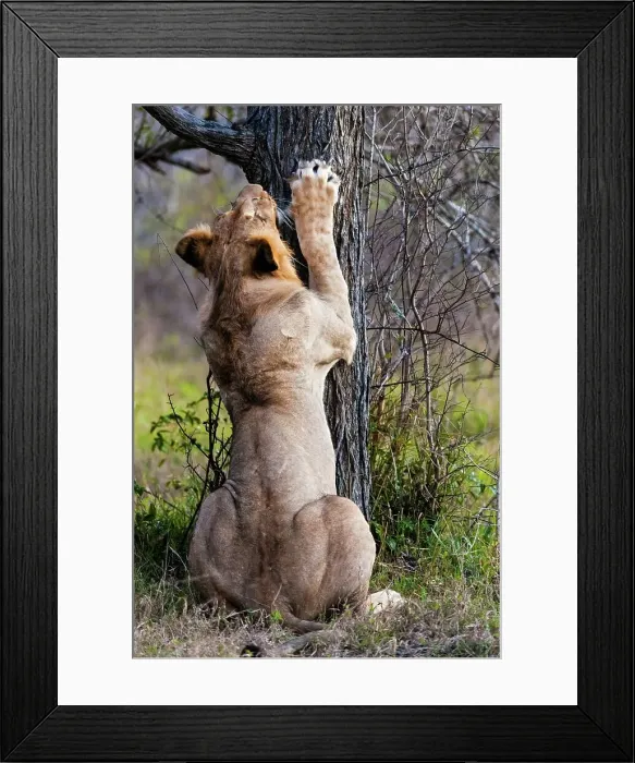 Framed Print : Lion (Panthera leo) sharpening its claws Framed Print : Lion (Panthera leo) sharpening its claws