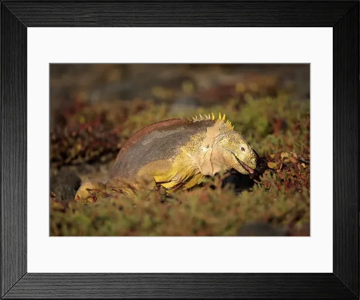 Framed Print : Galapagos Land Iguana (Conolophus subcristatus) feeding amongst sea purslane in morning sunlight Framed Print : Galapagos Land Iguana (Conolophus subcristatus) feeding amongst sea purslane in morning sunlight