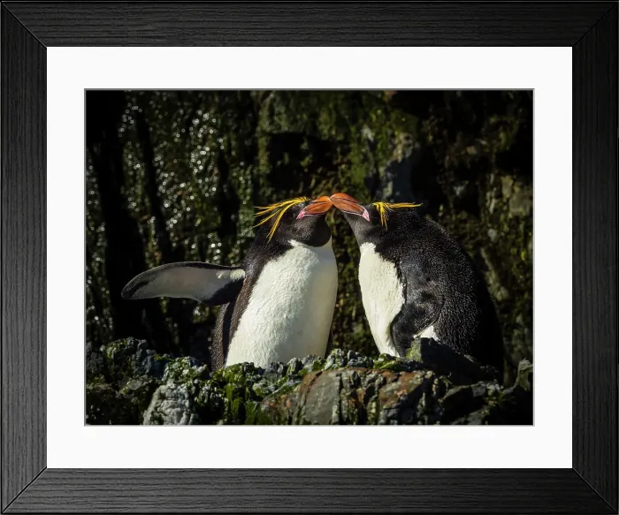 Framed Print : Antarctica Climate Change Drake Passage Eudyptes Chrysolophus