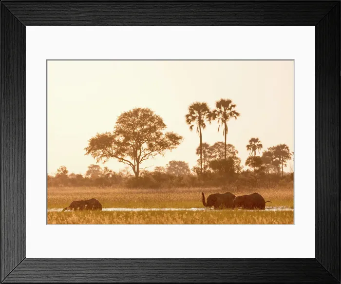 Framed Print : African bush elephant (Loxodonta africana) crossing a channel Framed Print : African bush elephant (Loxodonta africana) crossing a channel