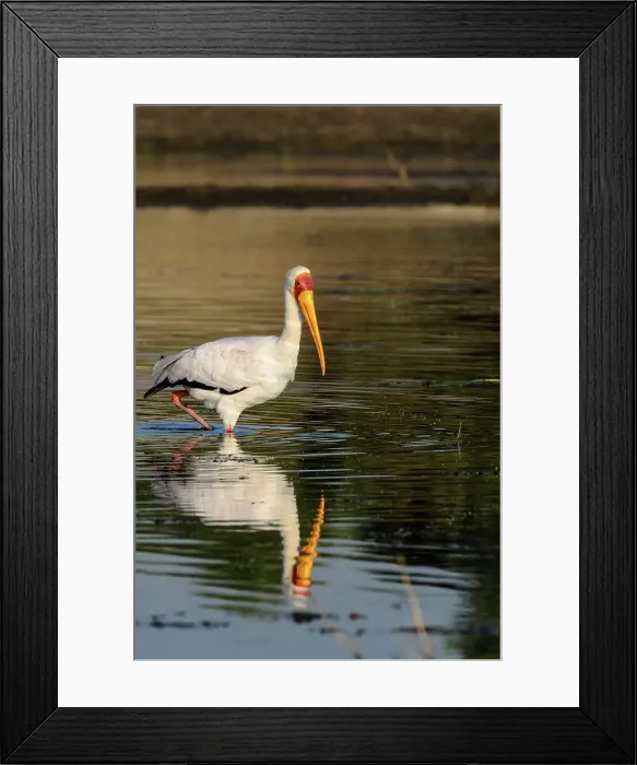 Framed Print : Yellow-billed (yellowbilled) Stork (Mycteria ibis) Framed Print : Yellow-billed (yellowbilled) Stork (Mycteria ibis)
