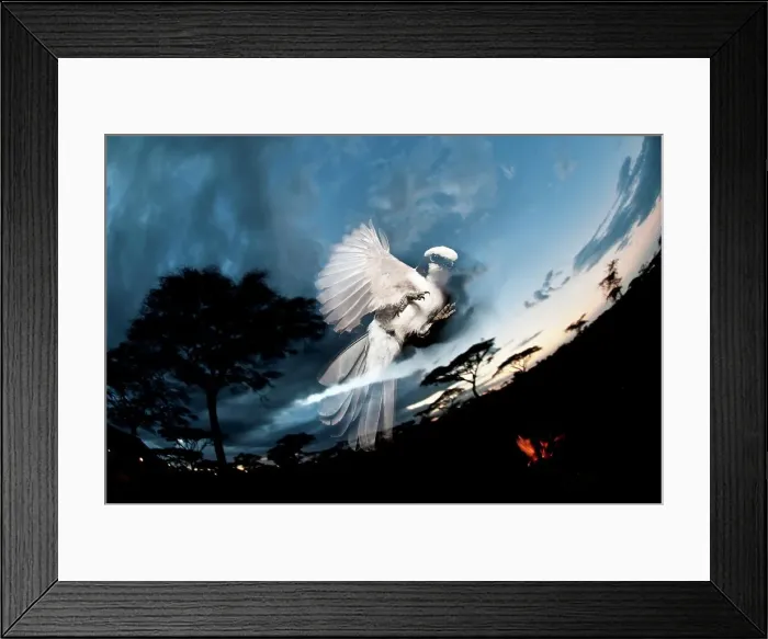 Framed Print : Northern White-Crowned shrike (Eurocephalus rueppelli) feeding on popcorn around the campfire