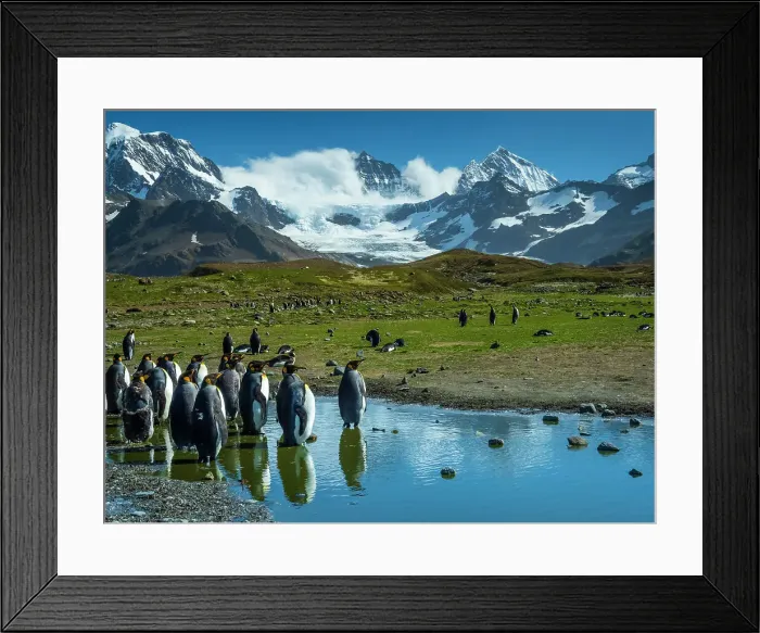 Framed Print : Antarctica Aptenodytes Patagonicus Climate Change Framed Print : Antarctica Aptenodytes Patagonicus Climate Change