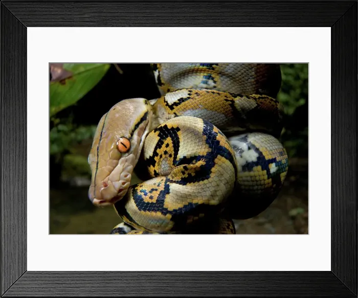 Framed Print : Close-up of juvenile reticulated python (Python reticulatus) resting on sapling