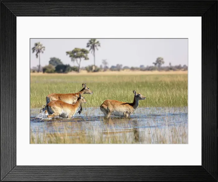 Framed Print : Red lechwe (Kobus leche leche) Framed Print : Red lechwe (Kobus leche leche)