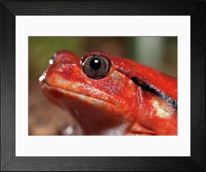 Framed Print : Close-up of a Tomato frog (Dyscophis antongilii) in marsh habitat Framed Print : Close-up of a Tomato frog (Dyscophis antongilii) in marsh habitat