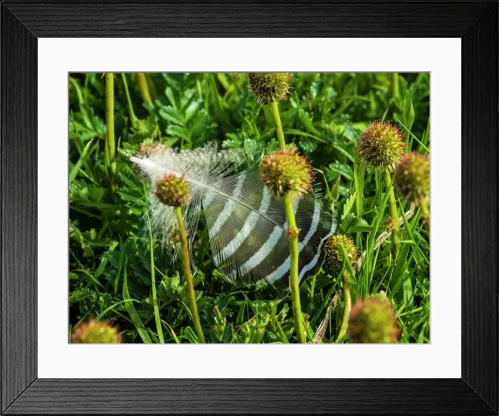 Framed Print : Carcass Island Climate Change Falkland Islands Framed Print : Carcass Island Climate Change Falkland Islands