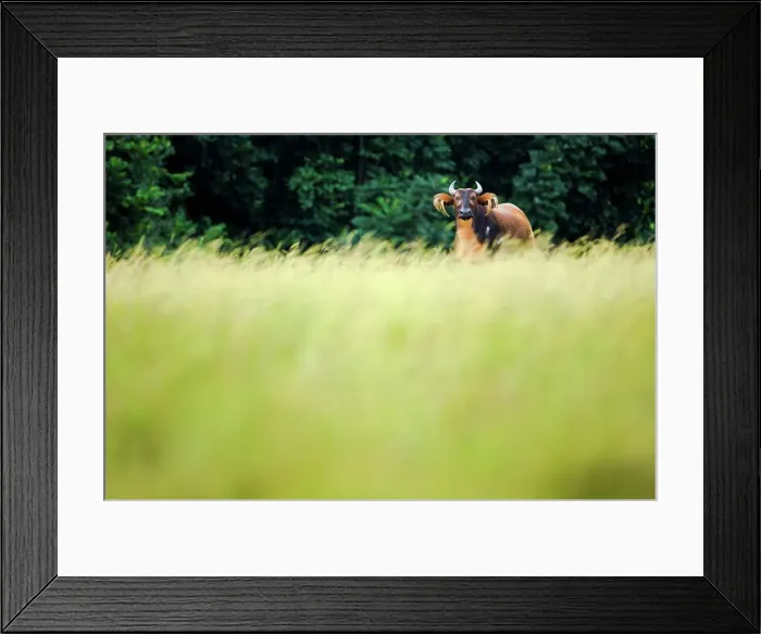 Framed Print : African Forest buffalo (Syncerus caffer nanus) in a field Framed Print : African Forest buffalo (Syncerus caffer nanus) in a field