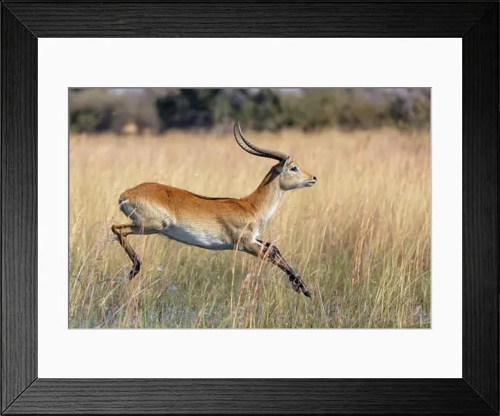Framed Print : Red lechwe (Kobus leche leche) Framed Print : Red lechwe (Kobus leche leche)