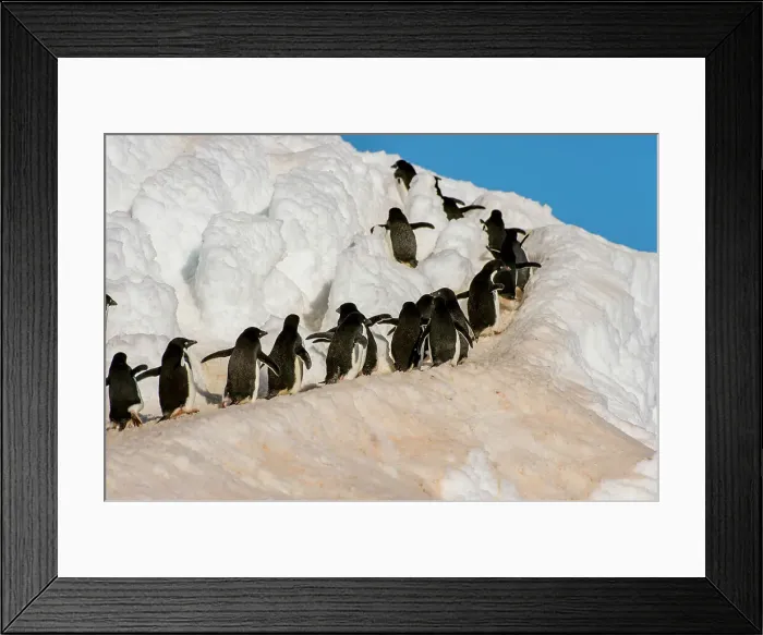 Framed Print : Adelie penguins (Pygoscelis adeliae) walking from the colony over snow to the shore to go to feed at sea at Hope Bay, Antarctic Peninsula Framed Print : Adelie penguins (Pygoscelis adeliae) walking from the colony over snow to the shore to go to feed at sea at Hope Bay, Antarctic Peninsula