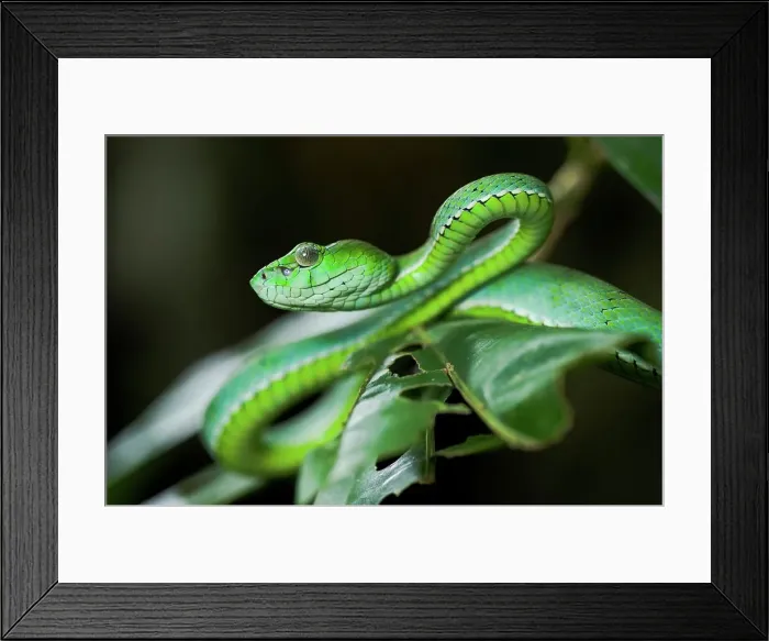 Framed Print : Pope's Tree viper (Trimeresurus popeorum) in forest