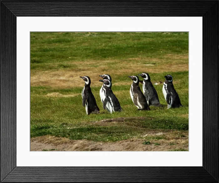Framed Print : Carcass Siland Climate Change Falkland Islands Framed Print : Carcass Siland Climate Change Falkland Islands