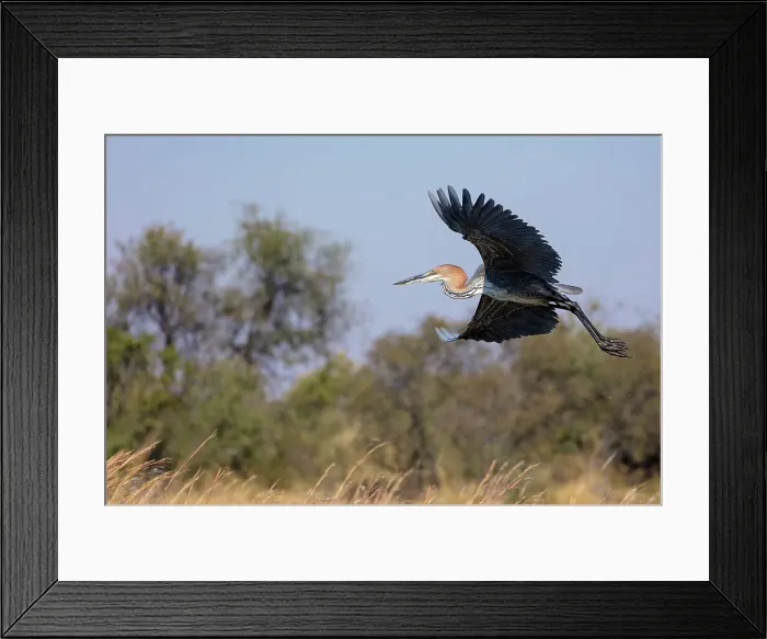 Framed Print : Goliath heron or giant heron (Ardea goliath) in flight