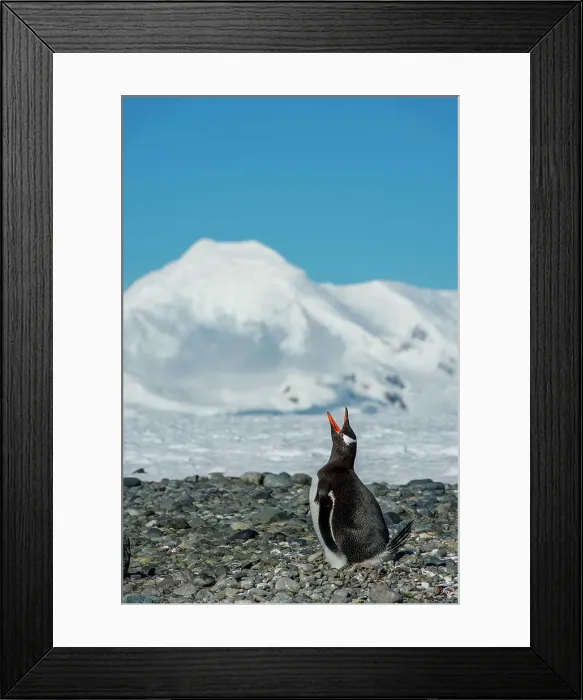 Framed Print : Gentoo penguin (Pygoscelis papua) calling while incubating eggs (early in the season) at Yankee Harbor, Greenwich Island in the South Shetland Islands off the coast of Antarctica with Livingston Island in background Framed Print : Gentoo penguin (Pygoscelis papua) calling while incubating eggs (early in the season) at Yankee Harbor, Greenwich Island in the South Shetland Islands off the coast of Antarctica with Livingston Island in background