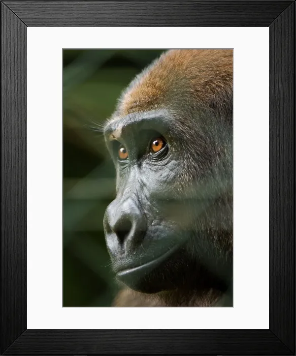 Framed Print : Young Western Lowland gorilla (Gorilla gorilla gorilla) orphaned by bushmeat hunters Framed Print : Young Western Lowland gorilla (Gorilla gorilla gorilla) orphaned by bushmeat hunters