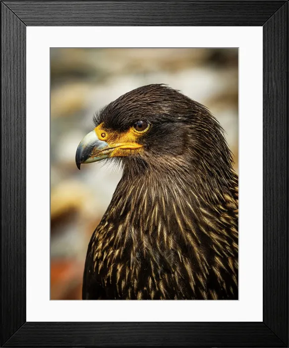 Framed Print : Carcass Island Climate Change Falkland Islands Framed Print : Carcass Island Climate Change Falkland Islands