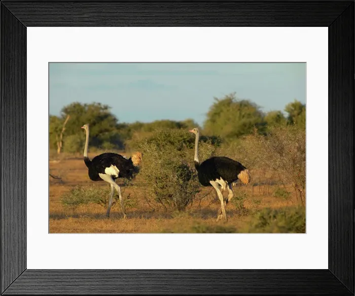 Framed Print : Ostrich (Struthio camelus) males in veld