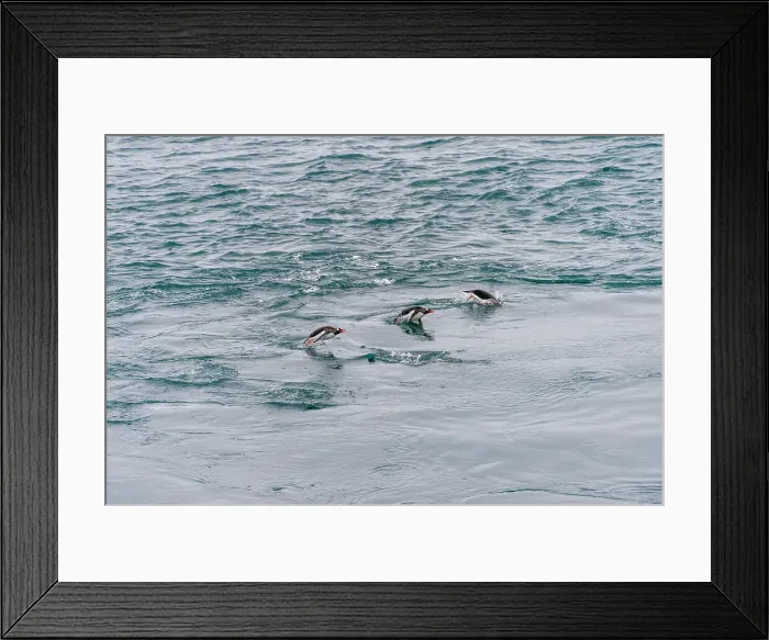 Framed Print : View from ship of Gentoo penguins (Pygoscelis papua) purposing in front of Yankee Harbor, Greenwich Island in the South Shetland Islands off the coast of Antarctica