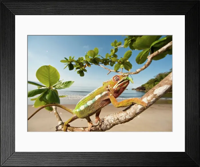 Framed Print : Male Panther chameleon (Furcifer pardalis) eating Praying mantis (Mantis religiosa) Framed Print : Male Panther chameleon (Furcifer pardalis) eating Praying mantis (Mantis religiosa)