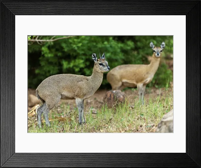 Framed Print : Klipspringer (Oreotragus oreotragus) Framed Print : Klipspringer (Oreotragus oreotragus)