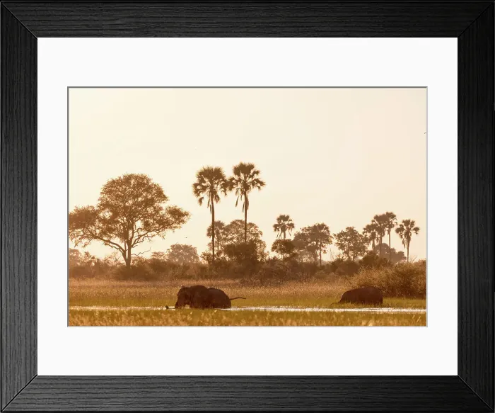 Framed Print : African bush elephant (Loxodonta africana) crossing a channel Framed Print : African bush elephant (Loxodonta africana) crossing a channel
