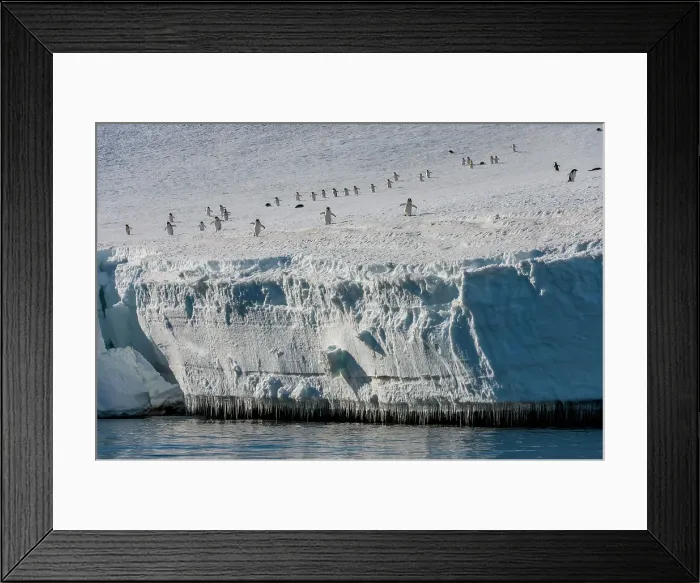Framed Print : Adelie penguins (Pygoscelis adeliae) walking down from the colony to the shore to go to feed at sea at Hope Bay, Antarctic Peninsula Framed Print : Adelie penguins (Pygoscelis adeliae) walking down from the colony to the shore to go to feed at sea at Hope Bay, Antarctic Peninsula