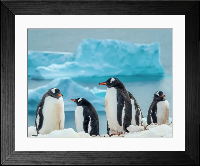 Framed Print : Antarctica Climate Change Cuverville Island Drake Passage Framed Print : Antarctica Climate Change Cuverville Island Drake Passage