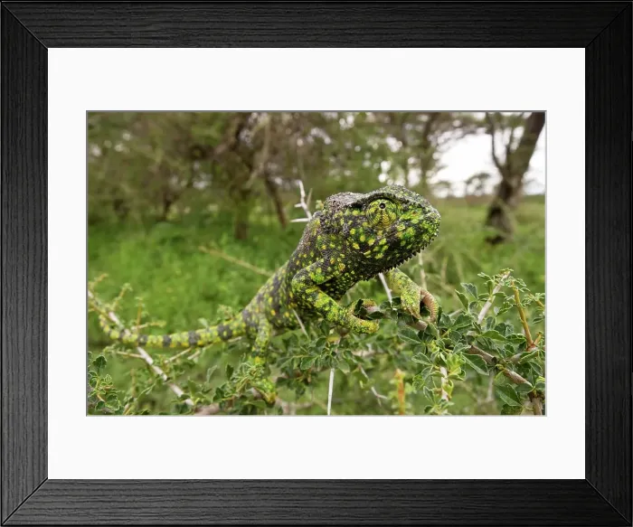 Framed Print : Close-up of an Adult Flap-Necked chameleon (Chameleo dilepis) in forest Framed Print : Close-up of an Adult Flap-Necked chameleon (Chameleo dilepis) in forest