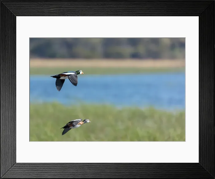 Framed Print : African pygmy goose (geese) (Nettapus auritus) in flight Framed Print : African pygmy goose (geese) (Nettapus auritus) in flight