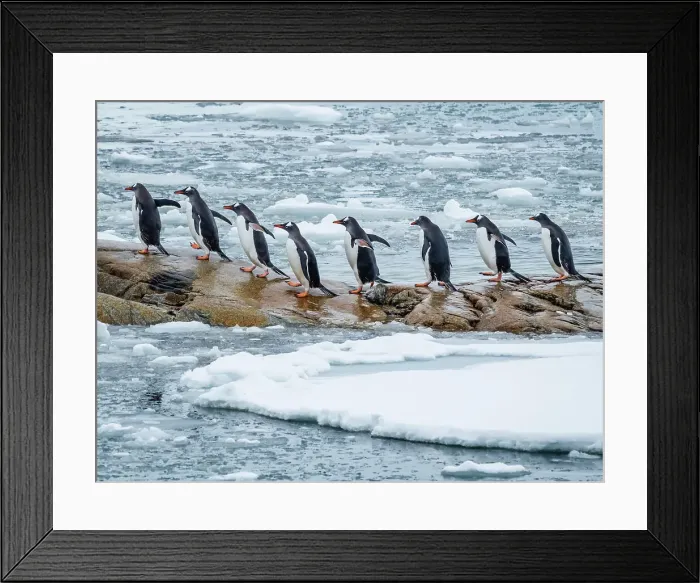 Framed Print : Antarctica Climate Change Drake Passage Gentoo Penguins Framed Print : Antarctica Climate Change Drake Passage Gentoo Penguins