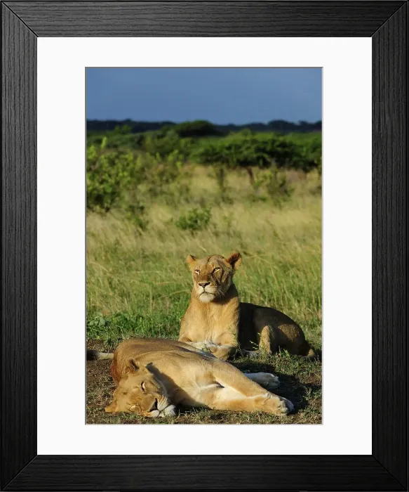 Framed Print : Lion (Panthera leo). Phinda / Munyawana / Zuka Game Reserve Framed Print : Lion (Panthera leo). Phinda / Munyawana / Zuka Game Reserve